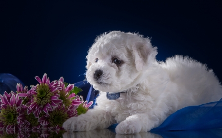 Puppy - blue, bishon frise, dog, flower, pink, white, animal, cute, puppy