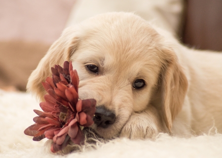 Puppy - puppy, dog, red, golden retriever, animal, flower