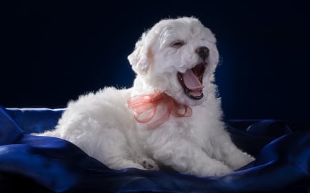 Sleepy puppy - blue, bishon frise, sleepy, dog, pink, white, animal, cute, puppy