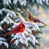 Cardinals in Winter