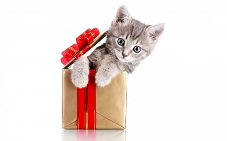 Surprise! - craciun, cat, gift, kitten, christmas, white, box, bow, red, animal, cute