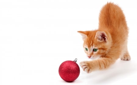 Christmas kitten - craciun, cat, ball, ginger, christmas, kitten, white, red, orange, cute