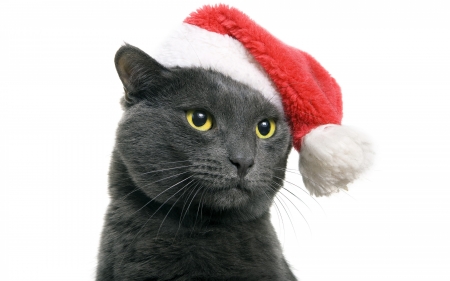 Christmas cat - craciun, hat, cat, christmas, white, santa, grey, red, animal