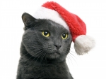 Christmas cat