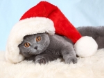 Christmas cat