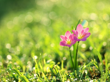 Sweet spring - flower, pink, spring, green, grass