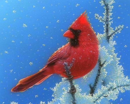 Cardinal on Top - cardinal, birds, winter, snow, holidays, xmas and new year, love four seasons, animals