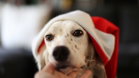 Christmas Dog - dogs, cute, animals, christmas