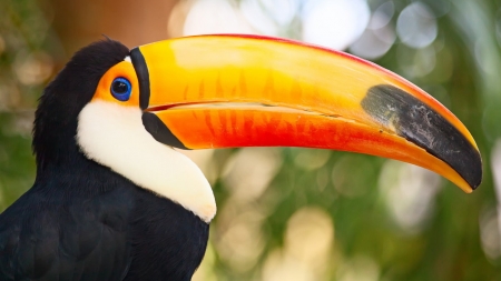 Toucan - nature, toucan, animals, birds