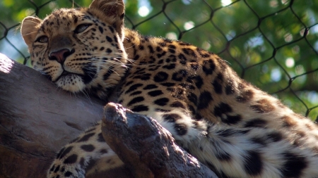 Majestic Beauty - cats, leopards, animals, beautiful