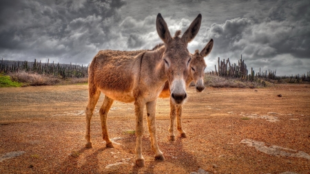 Little Donkey - donkey, cute, animals, christmas