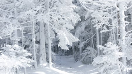 Snowy Wonderland - christmas, snow, trees, winter