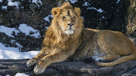 Aslanias - lion, animals, cats, kitty