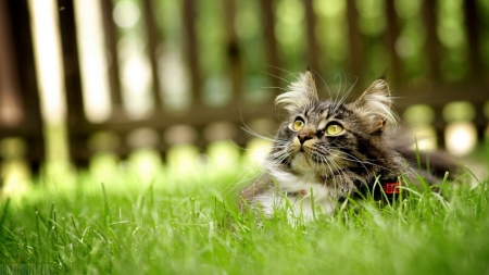 Precious Time In The Yard - kittens, nature, cats, grass, animals