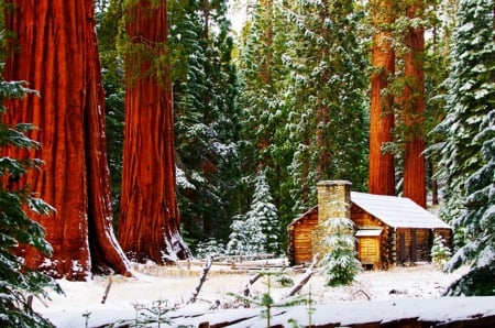 Mariposa Grove, Yosemite NP - mammoth trees, forest, cabin, snow