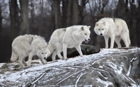 White Wolves in the Forest - white, wolves, trees, forest, animal, rocks