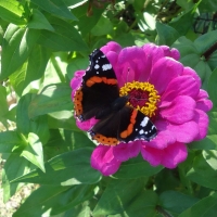 Dark Butterfly on the Pink Flower