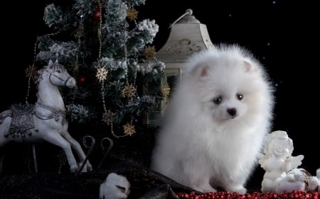 Christmas puppy - deco, dog, spitz, horse, toy, christmas, black, white, animal, craciun, red, cute, puppy