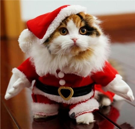 â™¥â™¥â™¥ - santa, holydays, cat, christmas