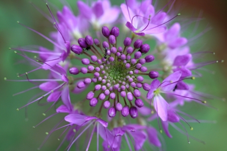 Purple - flower, purple, nature, amazing