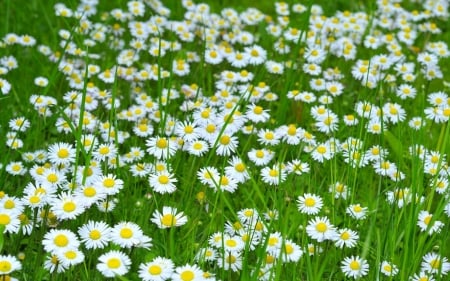 daisies - daisies, flowers, fun, nature, cool