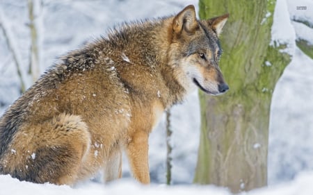 Wolf Resting in the Snow