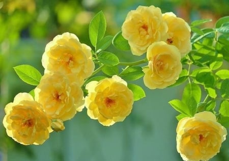 Bunch of Roses - bunch, roses, flowers, yellow, nature