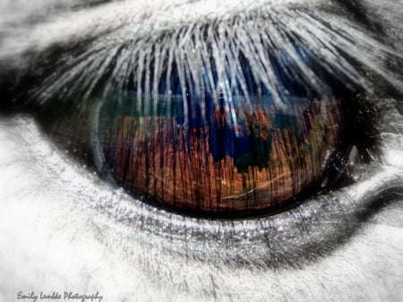 Eye See You - see, horse, eye, colors