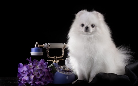 Puppy - dog, spitz, flower, black, white, animal, purple, cute, puppy, phone