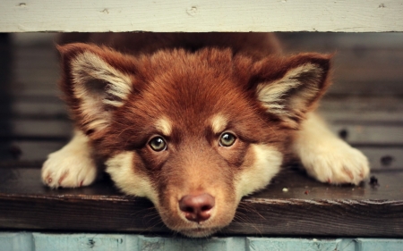 Puppy - animal, brown, cute, dog, puppy, finnish lapphund