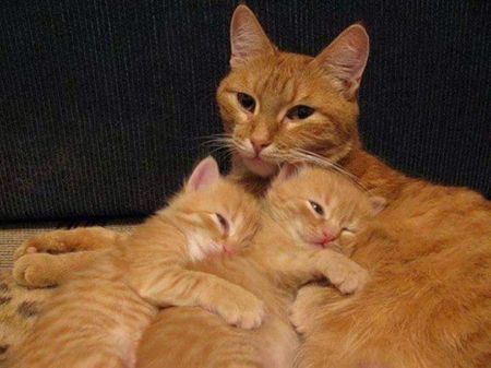 Mother's Love - cat, kittens, ginger, sleeping