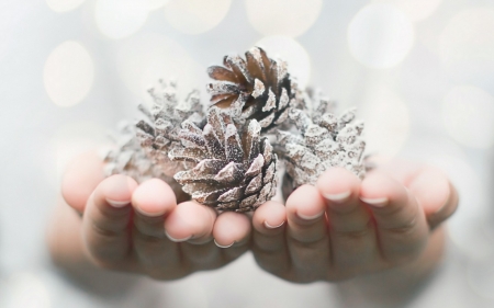 For you! - christmas, white, winter, hand, craciun, pine cone