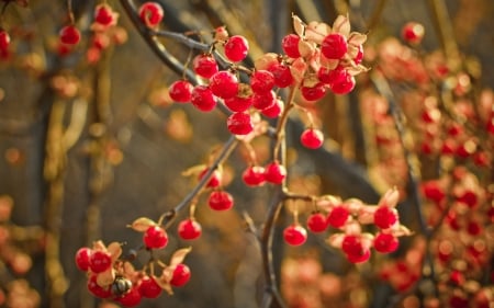 Berries - red, berry, fruit, orange, autumn