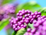 Callicarpa berries