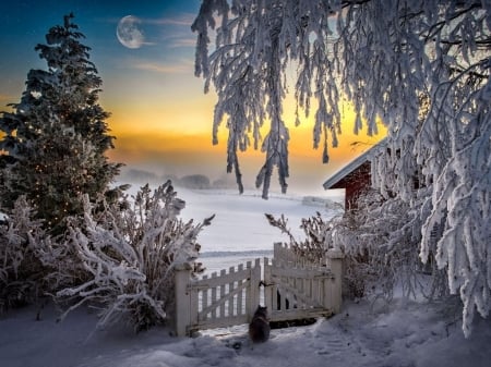 Winter Sunset - moon, fence, trees, gate, snow, winter, sunset, snowy