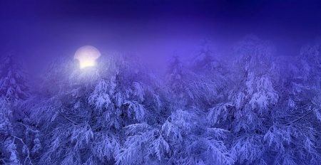 Winter - trees, winter, lights, snow, sky