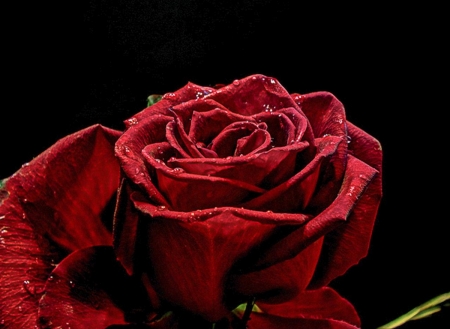 Red Rose with drops - water, beautiful, red, drops, rose, beauty, flower, close up