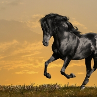 Black Stallion