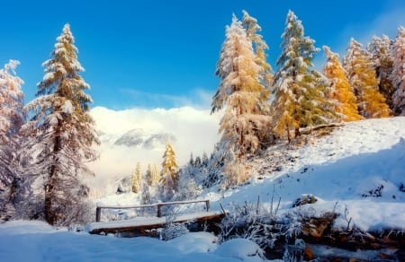 Winter landscape - forest, winter, landscape, creek, trees, mountain, snow