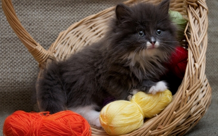 Kitten - yellow, sweet, cat, black, animal, kitten, red, cute, baskey