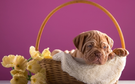 Puppy - puppy, mastiff, basket, yellow, dog, pink, animal, dogue de bordeaux, flower