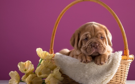 Puppy - puppy, mastiff, basket, yellow, dog, pink, sweet, dogue de bordeaux, cute, flower