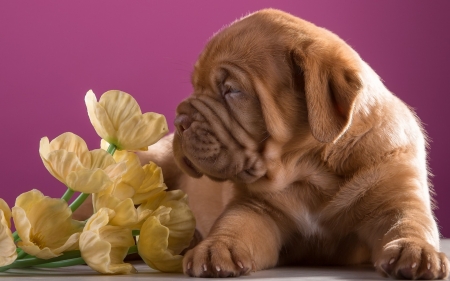 Puppy - mastiff, dogue de bordeaux, flower, pink, cute, puppy, yellow, dog