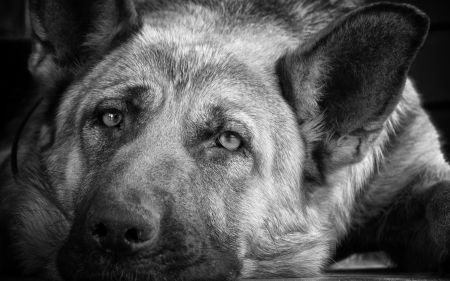 German shepherd - skin, black, white, animal, bw, dog, german shepherd