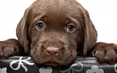 Puppy - white, brown, puppy, dog, animal, sweet, chocolate, cute