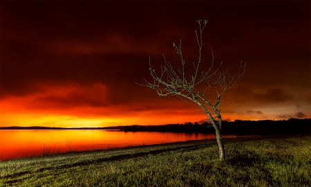 Lake Sunset - lake, tree, sunset, landscape