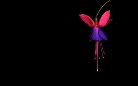 Fuchsia - black, purple, fuchsia, flower, pink