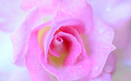 Rose - flower, rose, pink, macro, skin