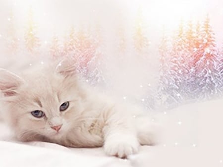 ~ - snow, winter, animals, cat