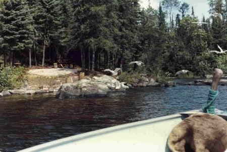 Lunch time on the Lake - lake, pines, boat, gulls